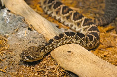 how are rattlesnakes similar to other snakes